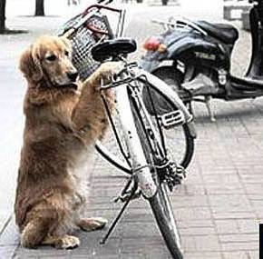 Chinês gosta de&nbsp;cachorro…