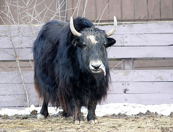 O Ianque, para quem não conhece (rs). 