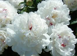 Peônia – a flor “oficial” da&nbsp;China