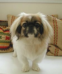 220px-Szusza_pekingese