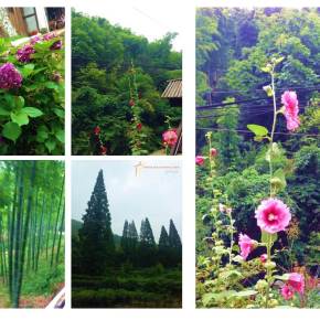 Moganshan – Floresta de Bambus na&nbsp;China