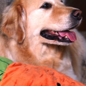 Uma cachorra (chinesa) na minha&nbsp;vida