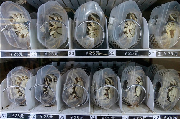 china-live-crabs-vending-maching-nanjing