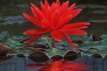 Flor-de-lótus-cor-vermelha
