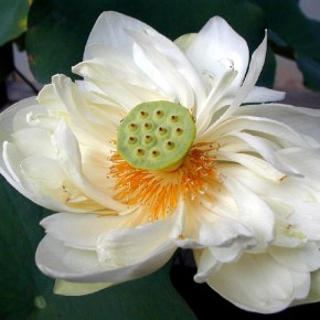 A flor de lótus na cultura&nbsp;chinesa