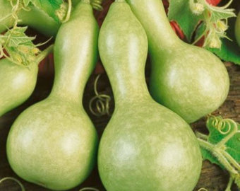 A cabaça ainda verde.