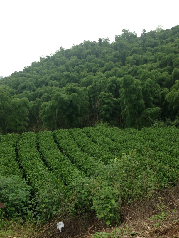 Plantação de chá em Moganshan.