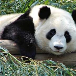 Pandas – 10 fatos sobre&nbsp;eles.