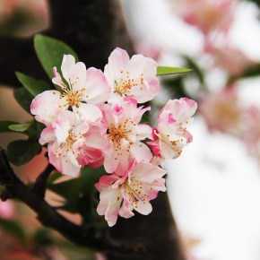 Flores na Cultura&nbsp;chinesa