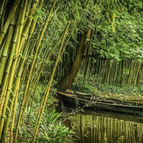 Outra lição do bambu&nbsp;chinês